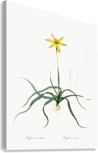 Hypoxis stellata illustration  Canvas Print