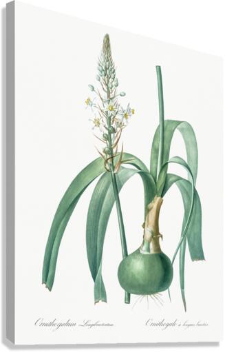 Pregnant onion illustration  Canvas Print