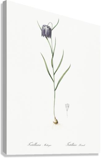 Chess flower illustration  Canvas Print