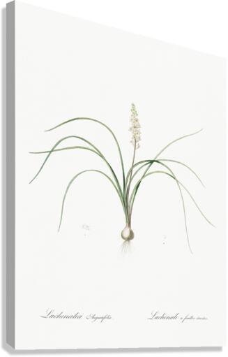 Lachenalia angustifolia illustration  Canvas Print