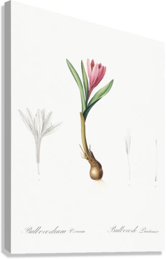 Spring meadow saffron illustration  Canvas Print