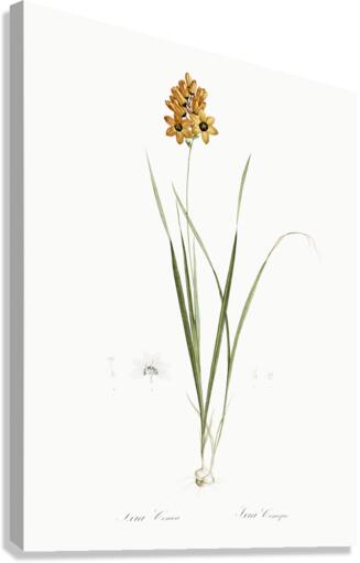 Ixia conica illustration  Canvas Print