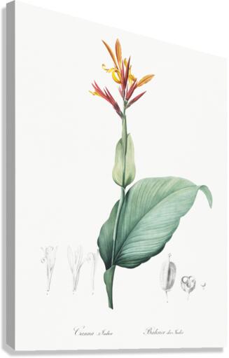 Indian shot illustration  Canvas Print