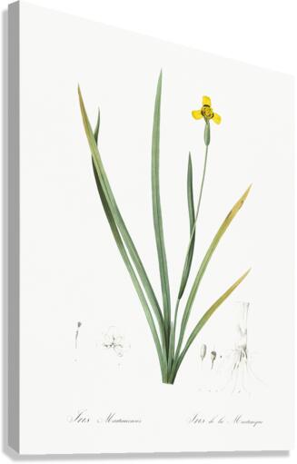 Iris martinicensis illustration  Canvas Print