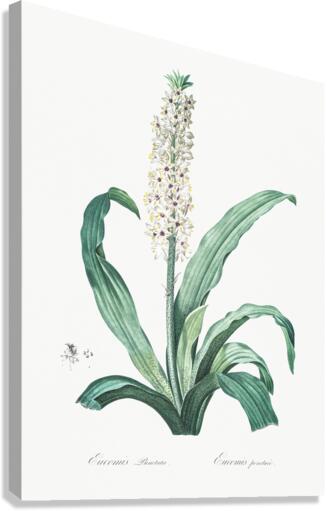 Eucomis punctata illustration  Canvas Print