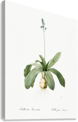 Scilla Lilio hyacinthus illustration  Canvas Print