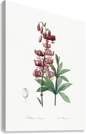 Lilium martagon illustration  Canvas Print
