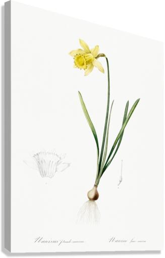 Lent lily illustration  Canvas Print