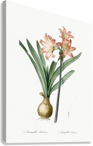 Amaryllis Belladonna illustration  Canvas Print