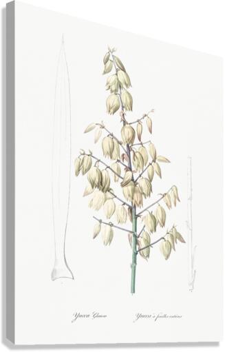 Adam needle illustration  Canvas Print