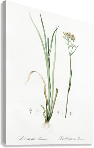 Carolina redroot illustration  Canvas Print