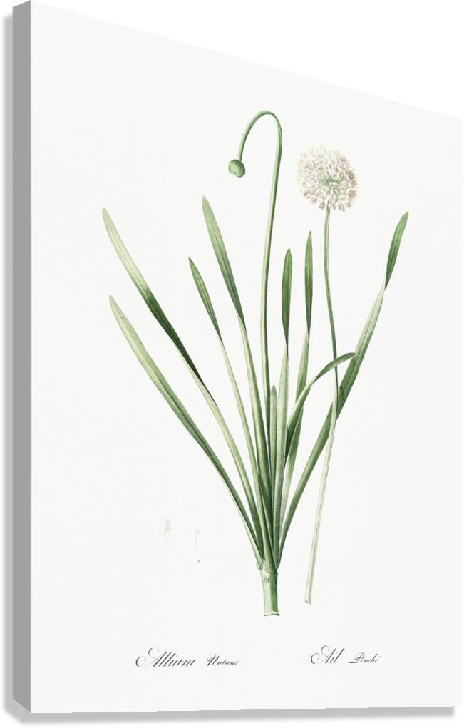 Star squill illustration  Canvas Print