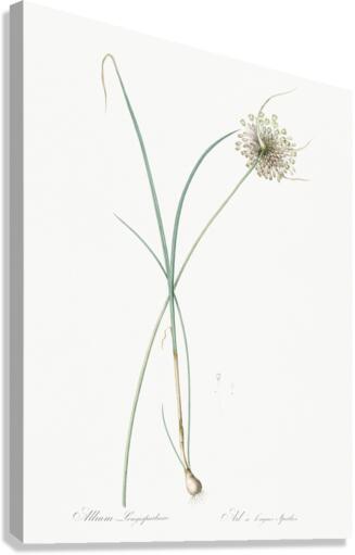 Pale garlic illustration  Canvas Print