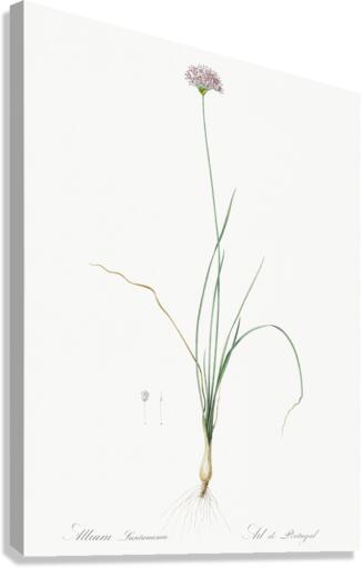 Mountain garlic illustration  Canvas Print