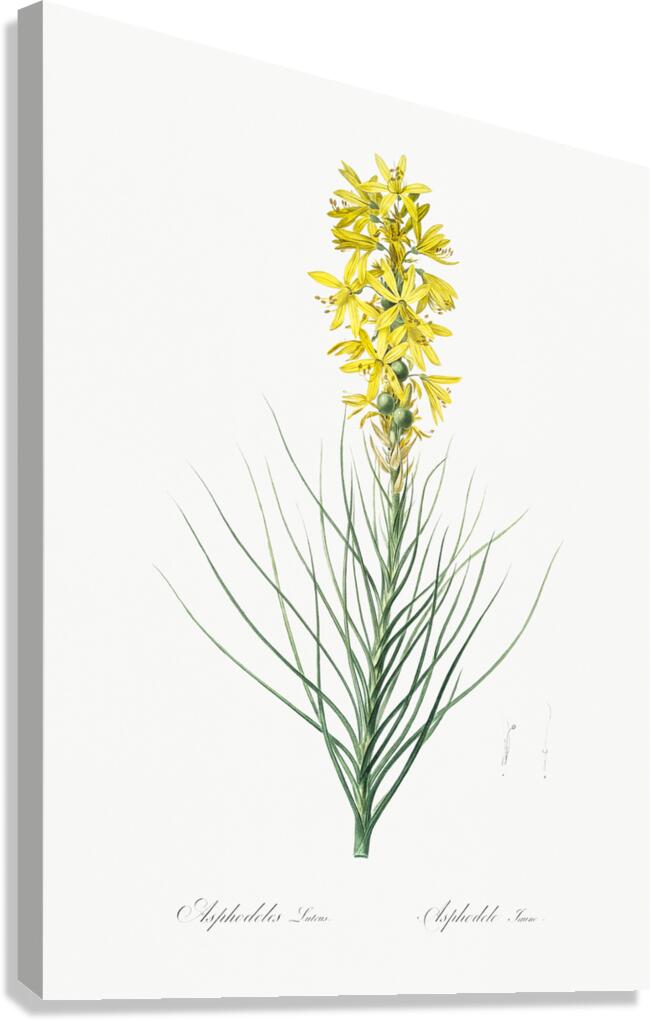Yellow Asphodel illustration  Canvas Print