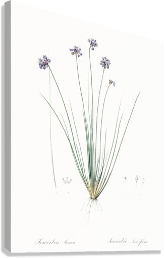 Vanilla lily illustration  Canvas Print