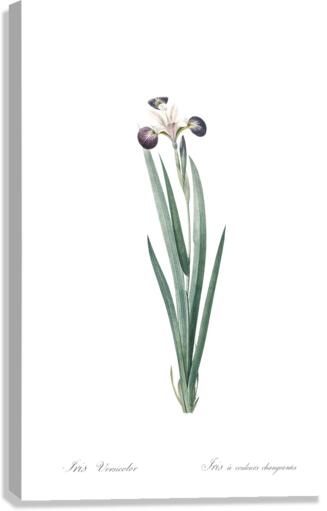 Harlequin blueflag illustration  Canvas Print