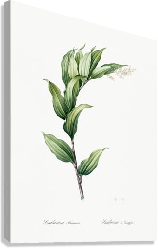 Treacleberry illustration  Canvas Print