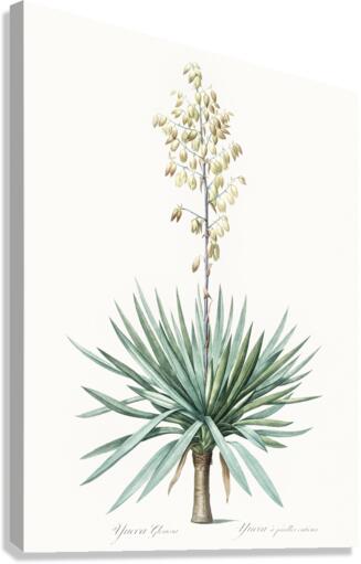 Adam needle illustration  Canvas Print