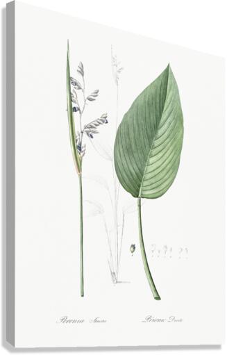 Powdery alligator-flag illustration  Canvas Print