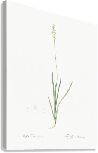 Tofield asphodel illustration  Canvas Print