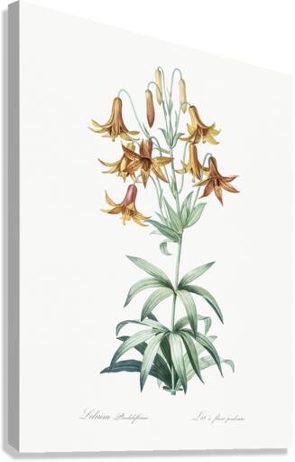 Canada lily illustration  Canvas Print
