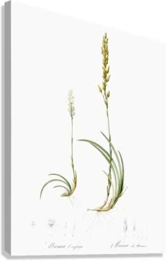 Abama ossifraga illustration  Canvas Print