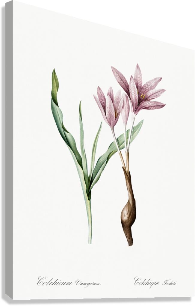 Autumn crocus illustration  Canvas Print