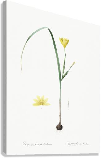 Cape tulip illustration  Canvas Print