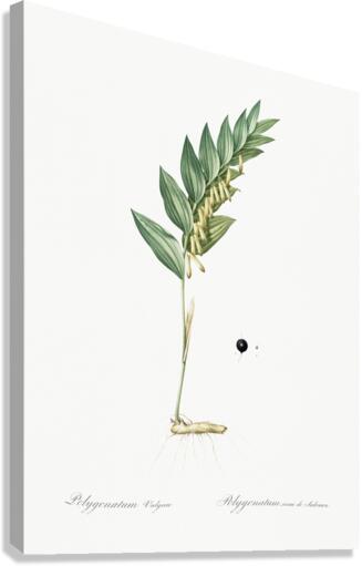 Angular solomon seal illustration  Canvas Print