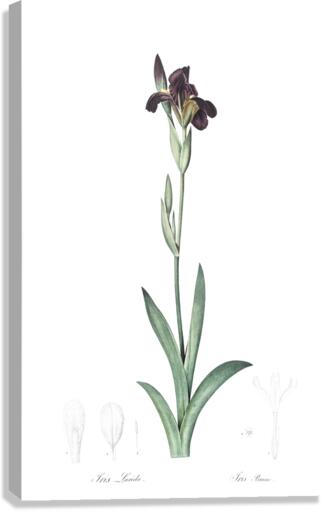 Dingy flag iris illustration  Canvas Print