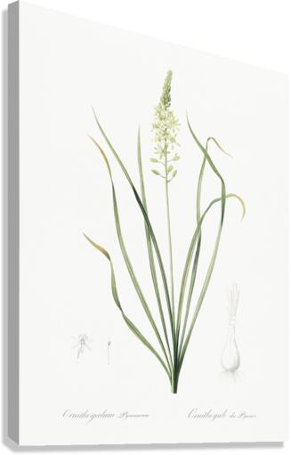 Wild asparagus illustration  Canvas Print