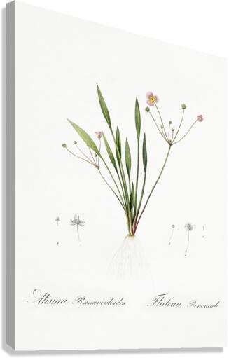 Lesser water-plantain illustration  Canvas Print