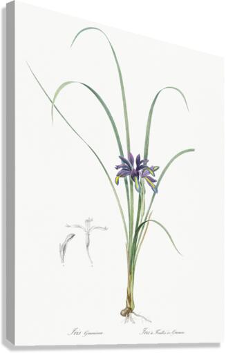 Grass leaved iris illustration  Canvas Print