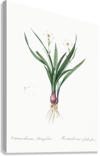 Agave yuccaefolia illustration  Canvas Print