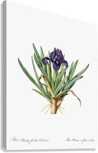 Pygmy iris illustration  Canvas Print