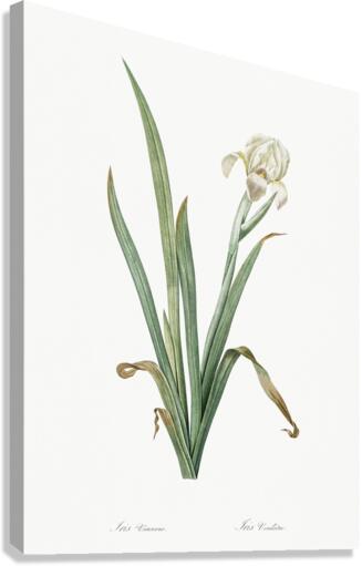 Crimean iris illustration  Canvas Print