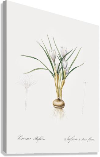Silvery crocus illustration  Canvas Print