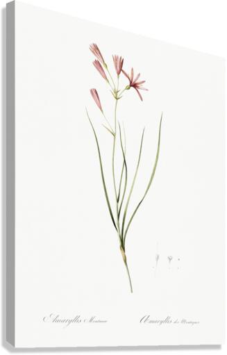 Amaryllis montana illustration  Canvas Print