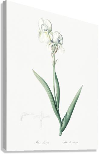 Tall bearded iris illustration  Canvas Print