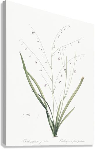 Pale vanilla lily illustration  Canvas Print
