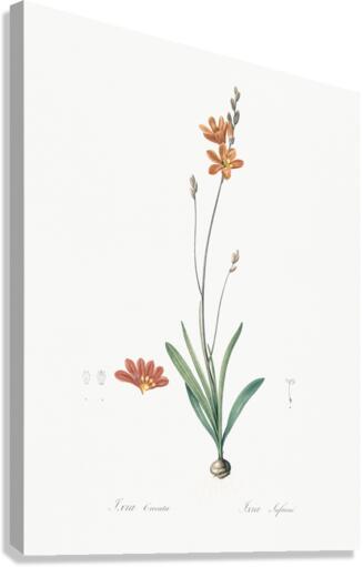 Mossel bay tritonia illustration  Canvas Print