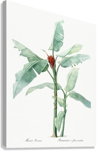 Scarlet banana illustration  Canvas Print
