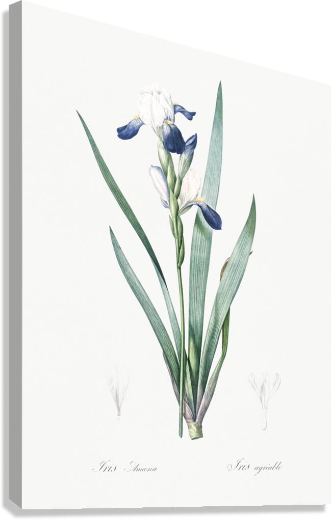 Tall bearded iris illustration  Canvas Print