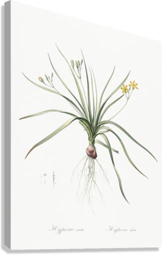 Common goldstar illustration  Canvas Print