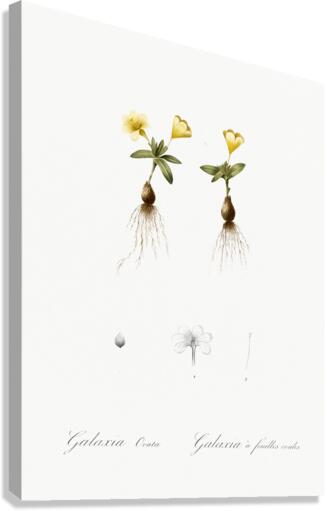 Cape tulip illustration  Canvas Print