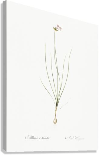 Wild Onion illustration  Canvas Print