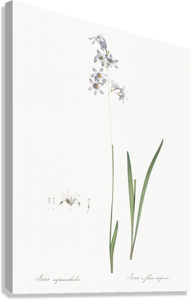 Corn lily illustration  Canvas Print