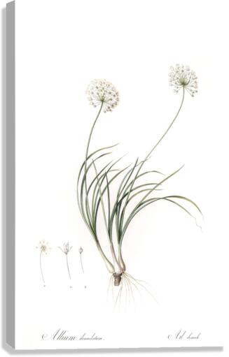 Allium denudatum illustration  Canvas Print