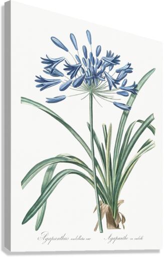 African lily illustration  Canvas Print